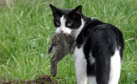 What to do with feral cats. Things To Know About What to do with feral cats. 